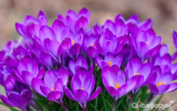 a bunch of crocuses.jpg