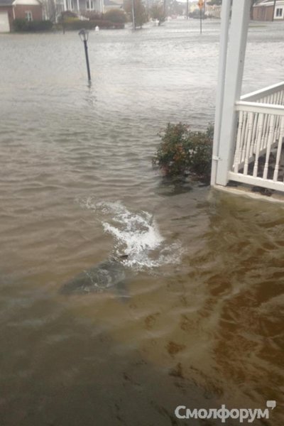 Shark, Sandy.jpg